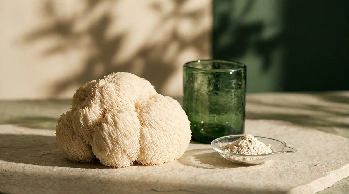 Lion’s Mane mushroom beside a small dish of extract powder.