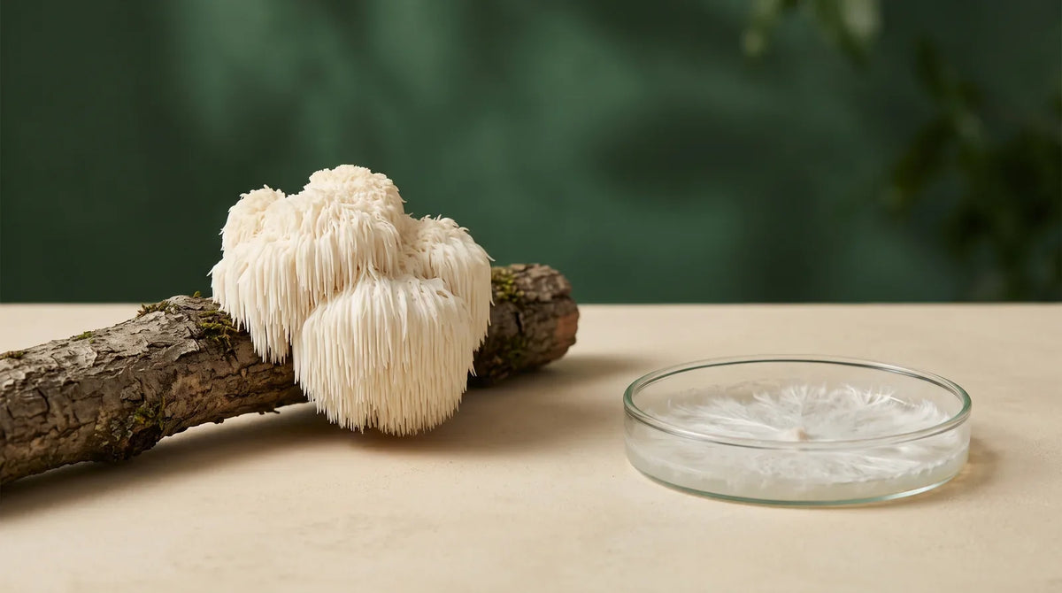 Lion’s Mane fruiting body on wood beside a dish of fine white mycelium.