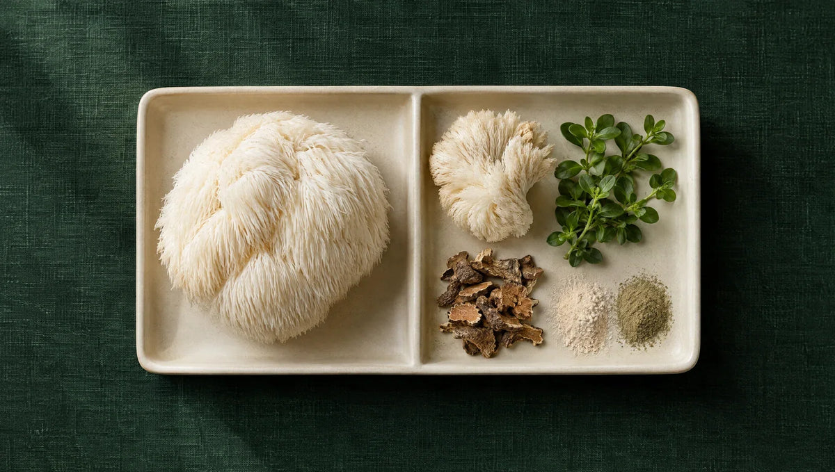 Lion’s Mane alone beside a tray of mushroom, botanicals and powders, illustrating single-ingredient and stacked formulas.