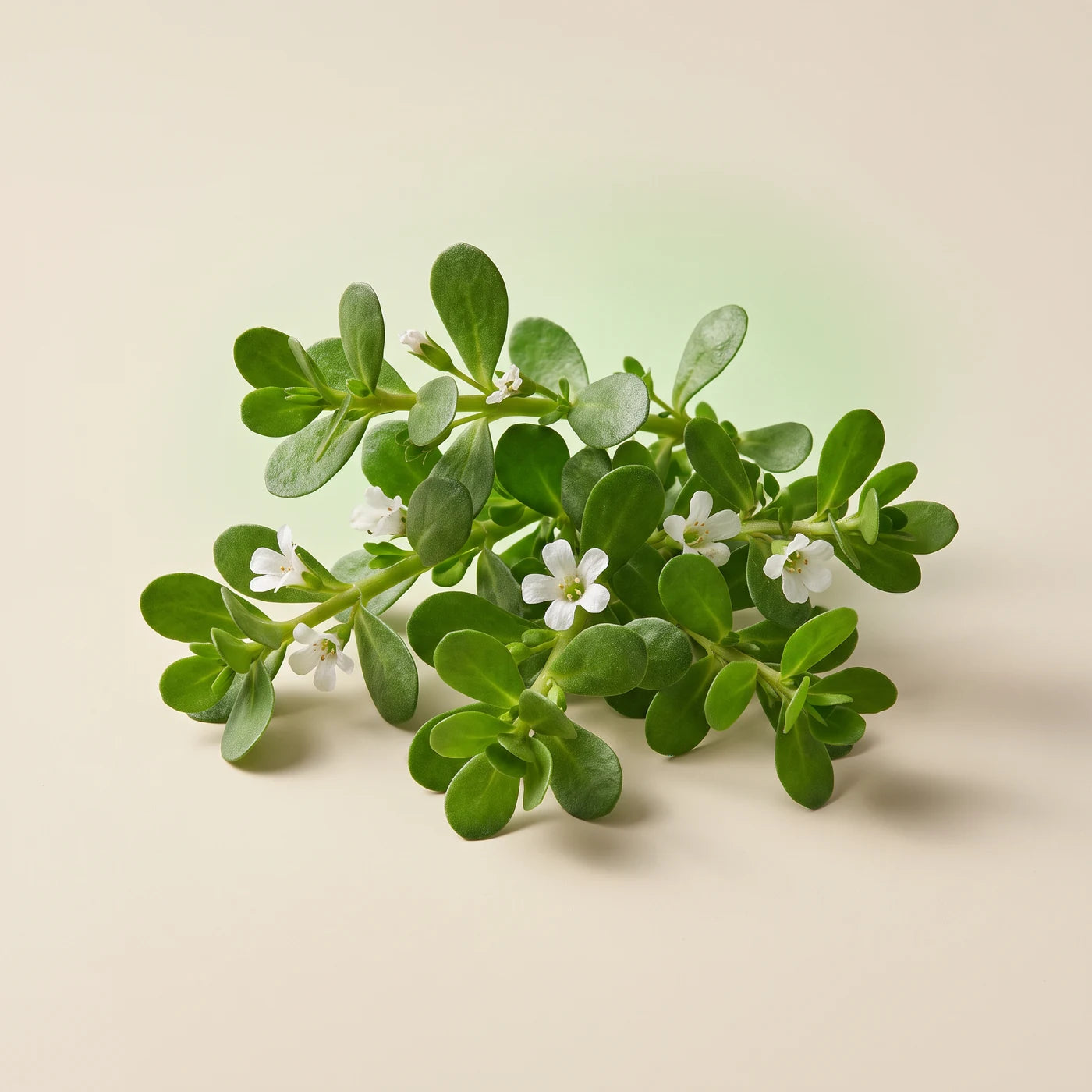 Bacopa monnieri leaves and white flowers; illustrative image