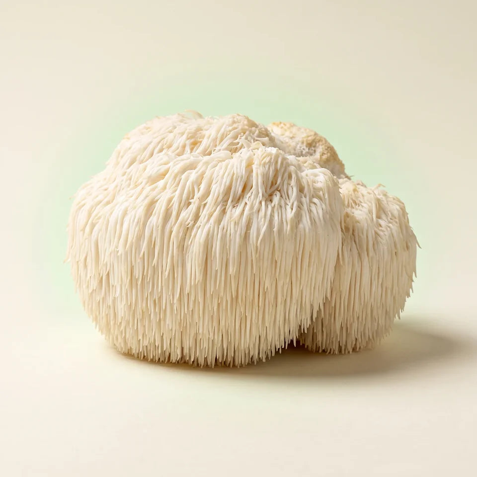 White Lion’s Mane mushroom fruiting body; illustrative ingredient image